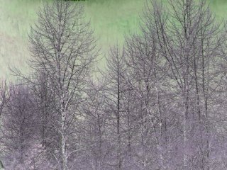Forest-Edge-Winter.jpg