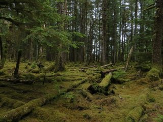 Haida-Gwaii-Forest.jpg