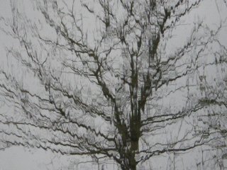 rainy_tree.jpg