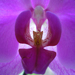 purple iris close-up
