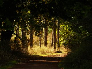 Autumn_Morning.jpg