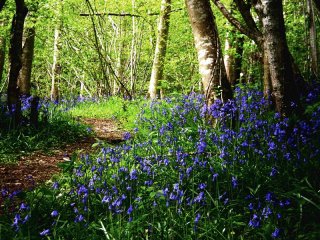 Bluebells.jpg