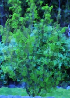 Japanese-Maple.jpg