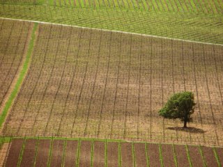 Oak-and-Vine.jpg