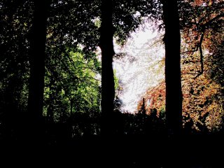 The-Forest-Edge.jpg