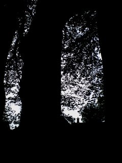 The-Great-Beech.jpg
