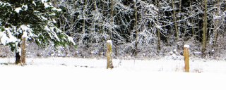 Winter-Fenceline_Hilliers.jpg