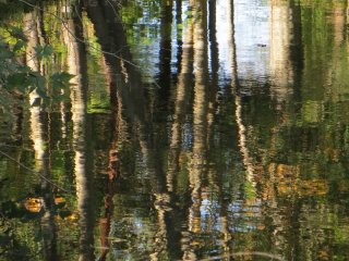 alder_reflections.jpg