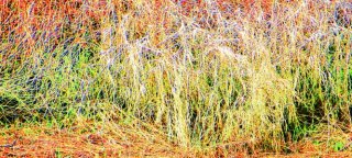 grasses.jpg