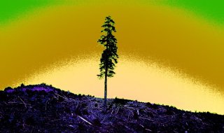 solo-tree.jpg