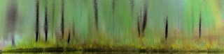 tree_trunks.jpg