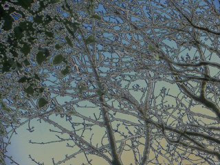 winter_morning_forest.jpg