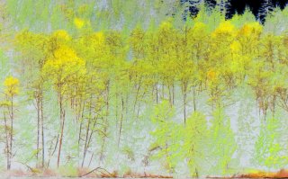 yellow-stand-of-trees.jpg