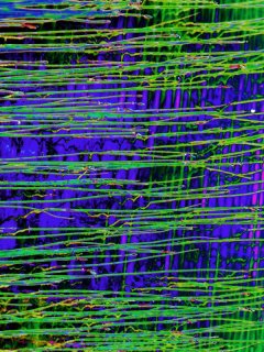 Reeds_n_Ripples.jpg