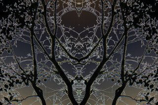 Winter-Night-Time-Trees.jpg