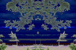 beach_tree.jpg