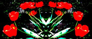 poppies.jpg