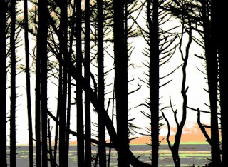 thru_the_trees.jpg