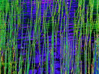 water_reeds.jpg