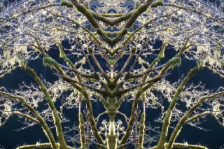 winter_trees.jpg