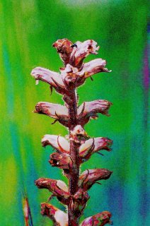 Broomrape.jpg