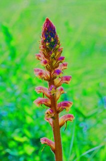 Broomrape2.jpg