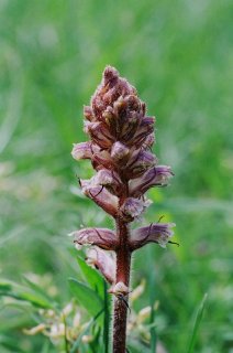 Broomrape3.jpg