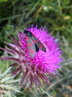 Burnet_Moth_On_Thistle.jpg