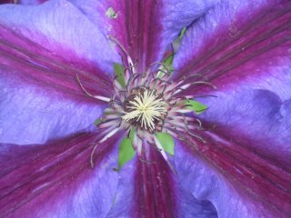 Clematis.jpg