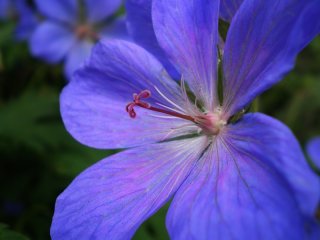 Cranesbill.jpg