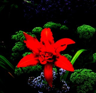 Day_Lily_and_Sedum.jpg