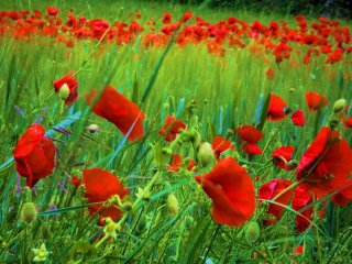 Field_of_Poppies.jpg