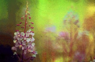 Fireweed.jpg