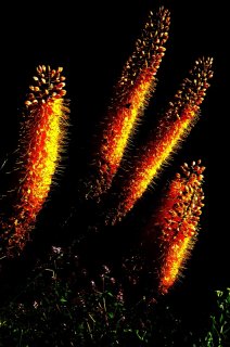 Fox_Tail_Lilies.jpg