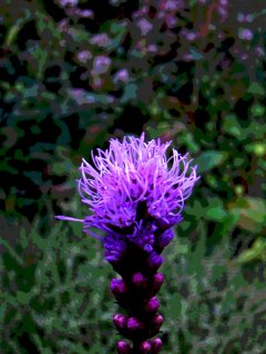 Liatris.jpg