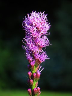 Liatris2.jpg