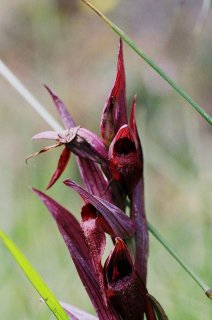 Orchid.jpg