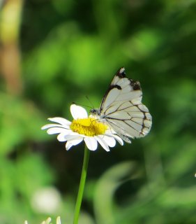 Pine_White_on_Daisy.jpg