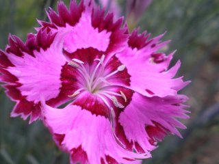 Pink.jpg