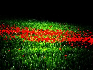 Poppies.jpg