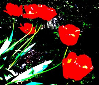 Poppies2.jpg