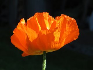 Poppy.jpg
