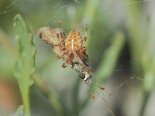 Spider-&-Skipper.jpg