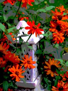 Zinnias.jpg