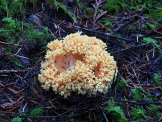 cauliflower_mushroom.jpg