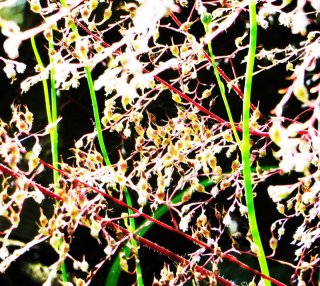 coral_bells_and_glass.jpg