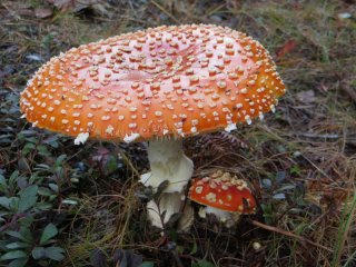 fly_agaric.jpg