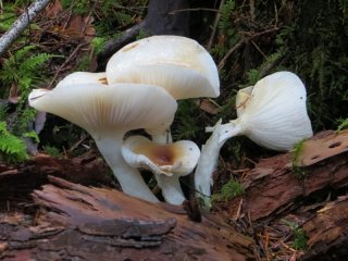 woodland_fungi.jpg