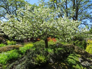 Abkhazi_Garden.jpg