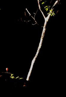Arbutus-Trunk.jpg